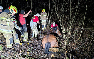 Konie utknęły w bagnie. Strażacy pomogli je uratować